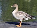 Bean Goose (WWT Slimbridge October 2017) - pic by Nigel Key